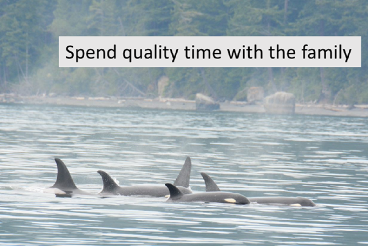 Orcas spend quality time with the family